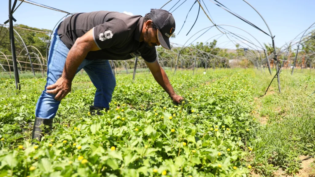 Governadora Celina Leão regulamenta Política de Boas Práticas Agropecuárias e fortalece agronegócio no DF Governadora Celina Leão regulamenta Política de Boas Práticas Agropecuárias e fortalece agronegócio