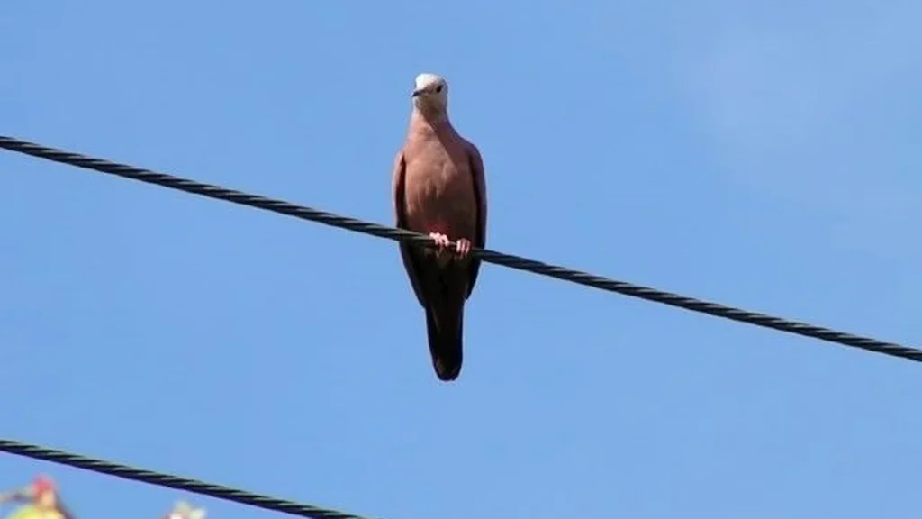 DF lança consulta pública para política de proteção da fauna contra acidentes elétricos DF lança consulta pública para política de proteção da fauna contra acidentes elétricos