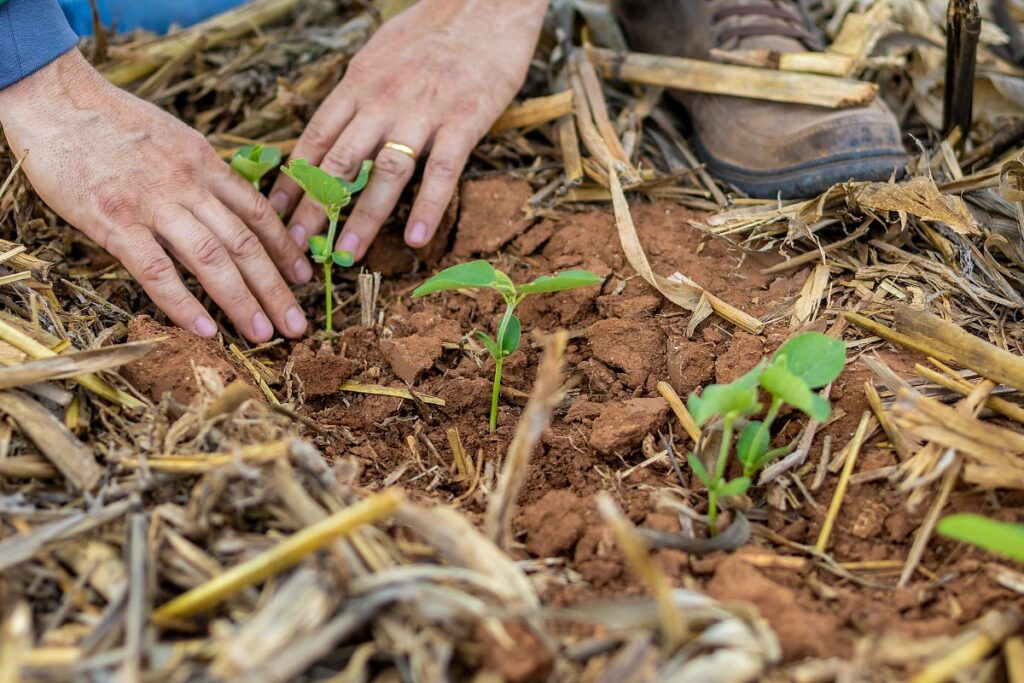 Agronegócio em Mato Grosso: Empregos Mais que Dobram e Impulsionam a Economia Local
