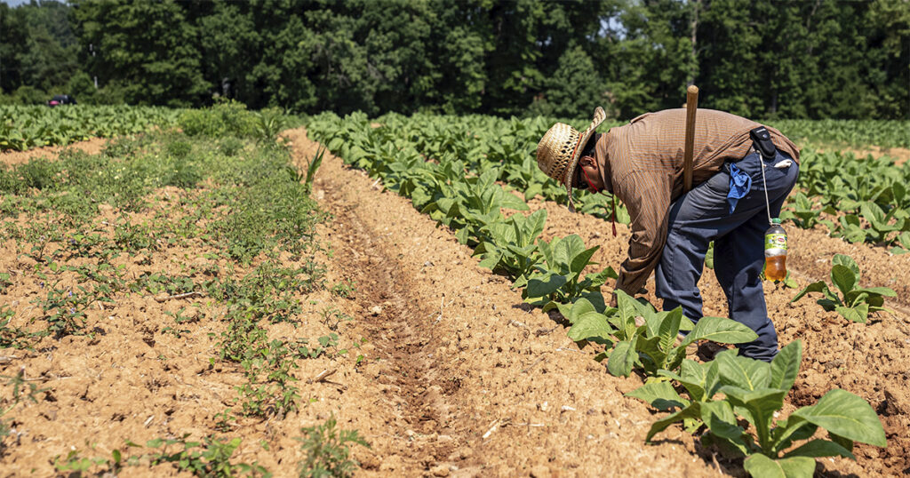 Agronegócio: Setor Alcança 28,4 Milhões de Empregos e Representa 26,3% do Mercado Brasileiro