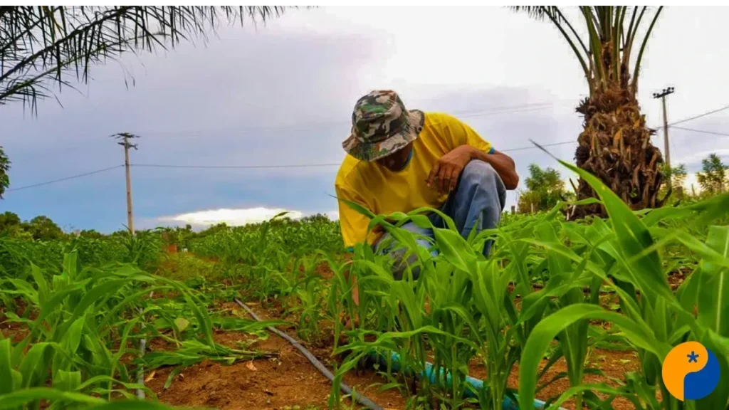 Cooperativas Potencializam Crédito Rural e Impulsionam Agronegócio em Minas Gerais