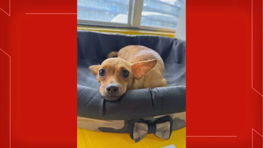 Mais de 100 cães são encontrados em situação de maus-tratos em Ceilândia