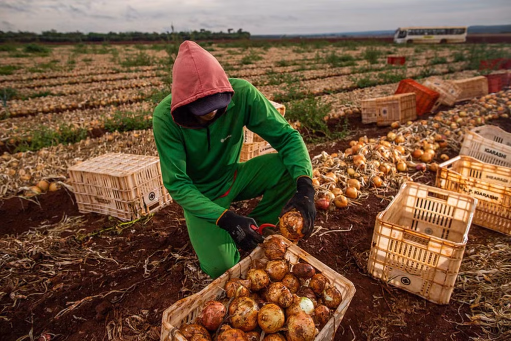 Recorde de Empregos no Agronegócio: Aumento em Agrosserviços, Mas Queda na Produção