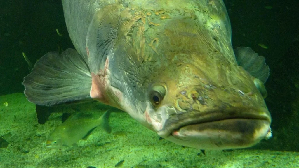 Governo do DF restringe manejo do pirarucu a pescadores profissionais para preservar ecossistema Governo do DF restringe manejo do pirarucu a pescadores profissionais para preservar ecossistema