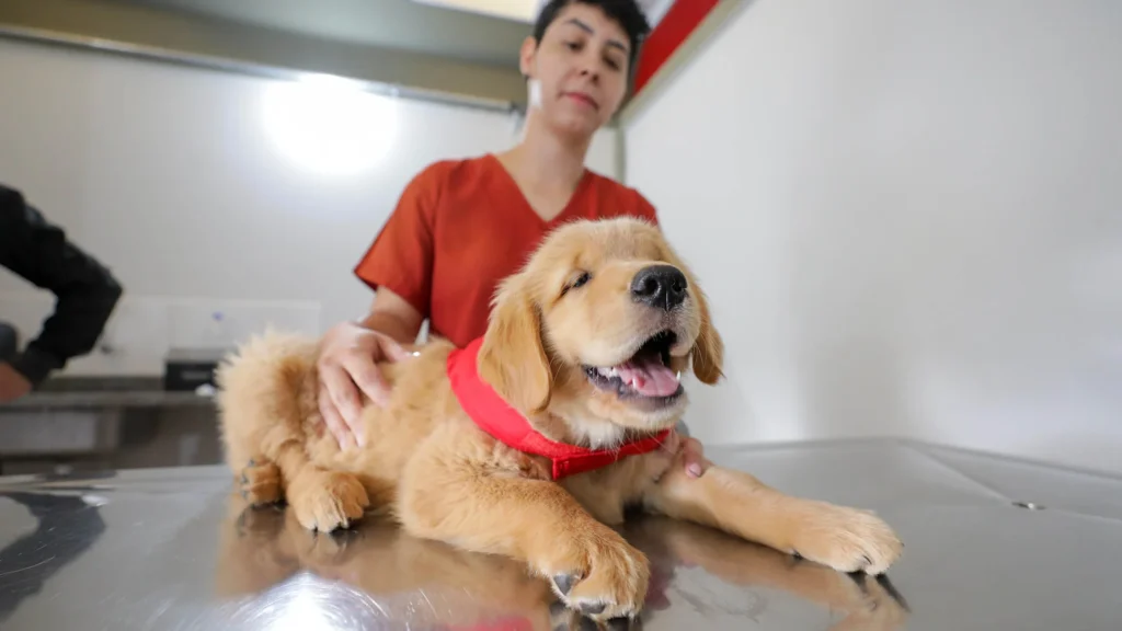 Cbmdf amplia treinamento de cães-guia no Distrito Federal com nova geração de filhotes Cbmdf amplia treinamento de cães-guia no Distrito Federal com nova geração de filhotes