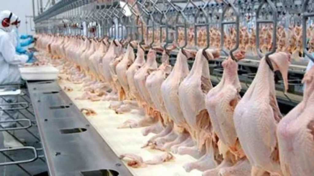 Exportação de Frango Bate Recorde com Receita Mensal Acima de R$ 5 Bilhões em 2026 Exportação de Frango Bate Recorde com Receita Mensal Acima de R$ 5 Bilhões em 2026