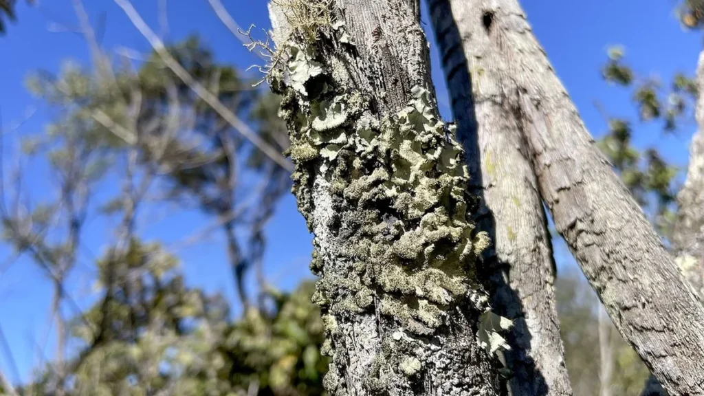 ICMBio assume gestão da Reserva Ecológica do IBGE no Distrito Federal e reforça proteção do Cerrado