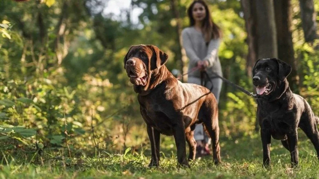 Parques Caninos no Distrito Federal: Espaços de Convívio e Bem-Estar para Pets e Tutores Parques Caninos no Distrito Federal: Espaços de Convívio e Bem-Estar para Pets e Tutores