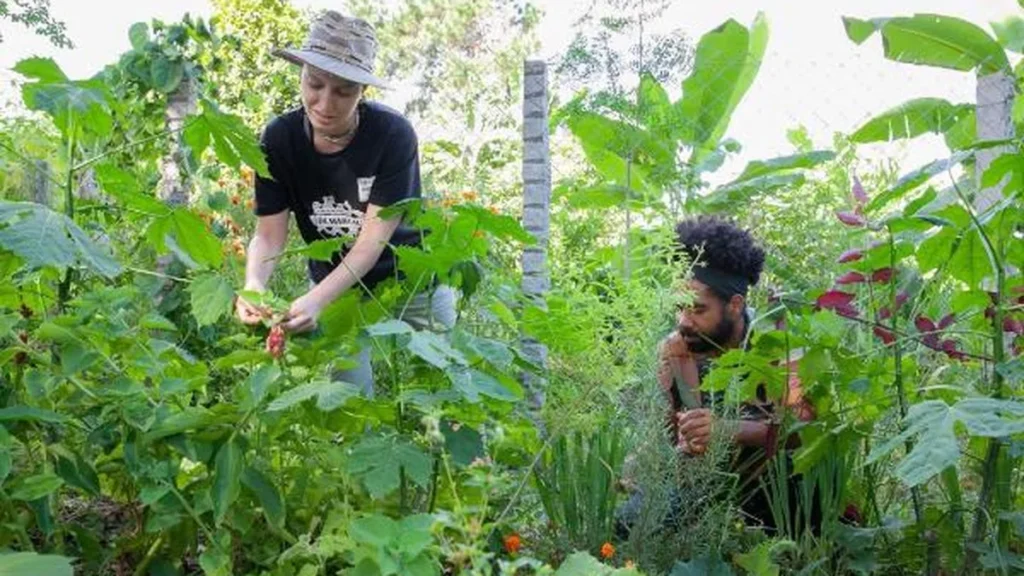 Jardins Terapêuticos: Benefícios Comprovados para Saúde em Unidades do DF Jardins Terapêuticos: Benefícios Comprovados para Saúde em Unidades do DF