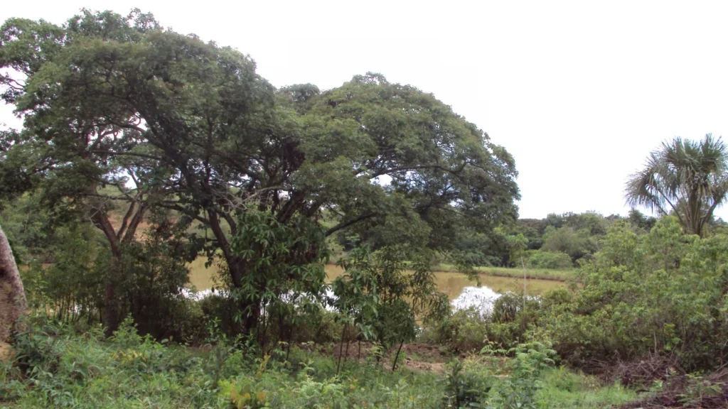 Parque Distrital Lobo-Guará: Novo nome reforça identidade ambiental no DF